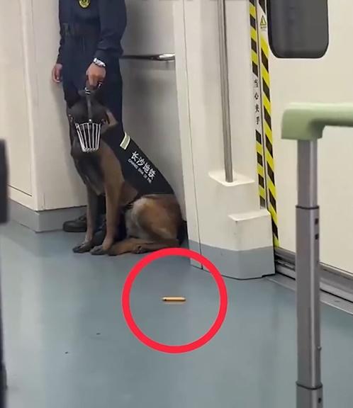 警犬視線無法移離美食被評不合格，領犬員幫口：牠未食早餐。(微博)