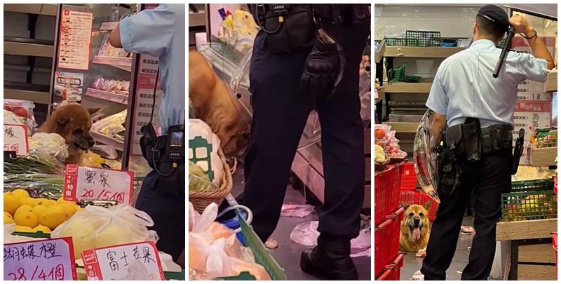 唐狗突闖入超市菜檔內「搗亂」搵食物，警方及漁護署接獲報案後到場戒備。片段可見，菜檔遍地凌亂，兩名藍帽子警員到場「包圍」唐狗(大埔Tai Po FB)
